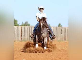 Caballo cuarto de milla, Yegua, 6 años, 147 cm, Ruano alazán