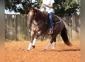 Caballo cuarto de milla, Yegua, 6 años, 147 cm, Ruano alazán