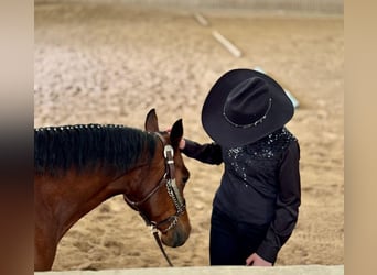 Caballo cuarto de milla, Yegua, 6 años, 148 cm, Castaño