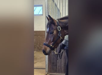 Caballo cuarto de milla, Yegua, 6 años, 148 cm, Castaño