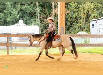 Caballo cuarto de milla, Yegua, 6 años, 149 cm, Buckskin/Bayo