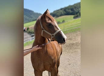 Caballo cuarto de milla, Yegua, 6 años, 150 cm, Alazán