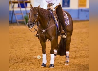 Caballo cuarto de milla, Yegua, 6 años, 150 cm, Alazán