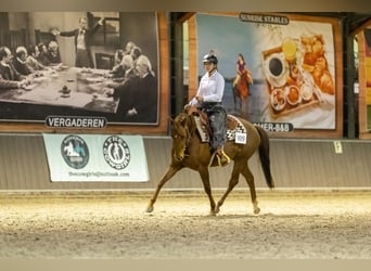 Caballo cuarto de milla, Yegua, 6 años, 150 cm, Alazán rojizo