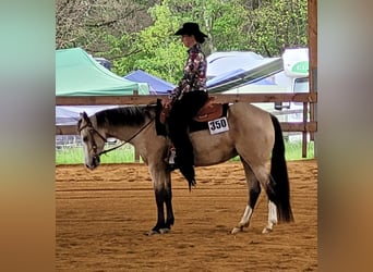 Caballo cuarto de milla, Yegua, 6 años, 150 cm, Buckskin/Bayo