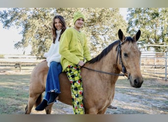 Caballo cuarto de milla, Yegua, 6 años, 150 cm, Buckskin/Bayo
