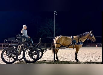 Caballo cuarto de milla, Yegua, 6 años, 150 cm, Buckskin/Bayo