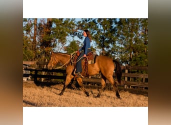 Caballo cuarto de milla, Yegua, 6 años, 150 cm, Buckskin/Bayo