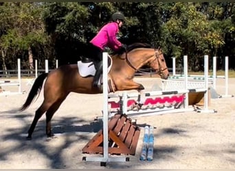 Caballo cuarto de milla, Yegua, 6 años, 150 cm, Buckskin/Bayo