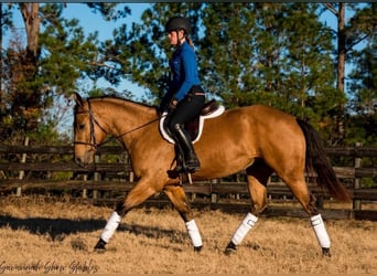 Caballo cuarto de milla, Yegua, 6 años, 150 cm, Buckskin/Bayo
