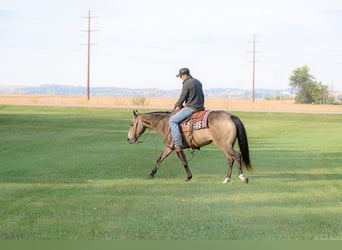 Caballo cuarto de milla, Yegua, 6 años, 150 cm, Buckskin/Bayo