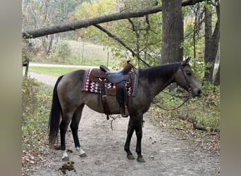 Caballo cuarto de milla, Yegua, 6 años, 150 cm, Buckskin/Bayo