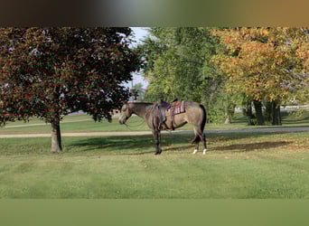 Caballo cuarto de milla, Yegua, 6 años, 150 cm, Buckskin/Bayo