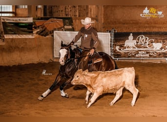 Caballo cuarto de milla, Yegua, 6 años, 150 cm, Castaño