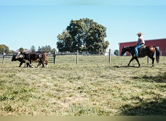 Caballo cuarto de milla, Yegua, 6 años, 150 cm, Castaño-ruano