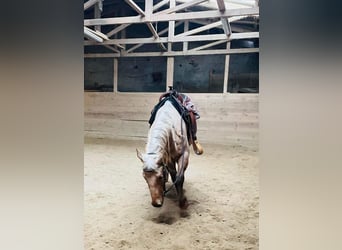 Caballo cuarto de milla, Yegua, 6 años, 150 cm, Palomino