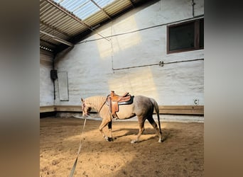 Caballo cuarto de milla, Yegua, 6 años, 150 cm, Palomino