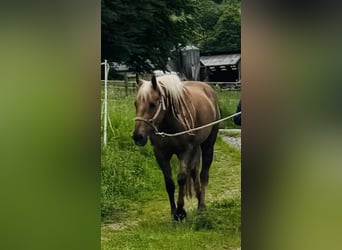 Caballo cuarto de milla, Yegua, 6 años, 150 cm, Palomino