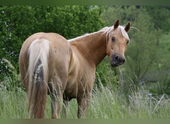 Caballo cuarto de milla, Yegua, 6 años, 150 cm, Palomino