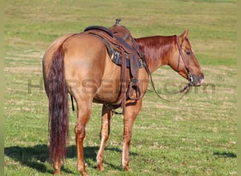 Caballo cuarto de milla, Yegua, 6 años, 150 cm, Red Dun/Cervuno