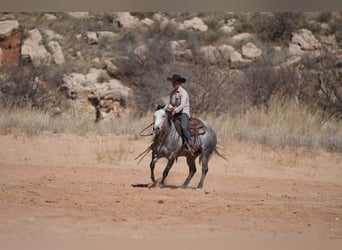 Caballo cuarto de milla, Yegua, 6 años, 150 cm, Tordo