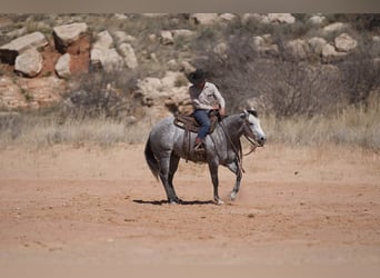 Caballo cuarto de milla, Yegua, 6 años, 150 cm, Tordo
