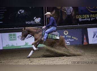 Caballo cuarto de milla, Yegua, 6 años, 152 cm, Alazán