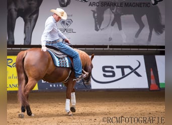 Caballo cuarto de milla, Yegua, 6 años, 152 cm, Alazán