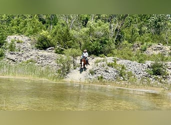 Caballo cuarto de milla, Yegua, 6 años, 152 cm, Alazán rojizo
