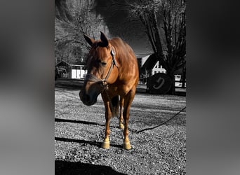Caballo cuarto de milla, Yegua, 6 años, 152 cm, Alazán rojizo