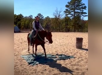 Caballo cuarto de milla, Yegua, 6 años, 152 cm, Alazán-tostado