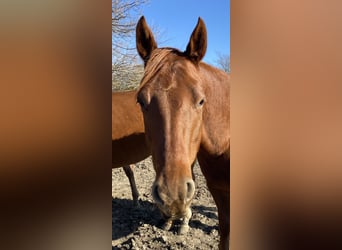 Caballo cuarto de milla, Yegua, 6 años, 152 cm, Alazán-tostado