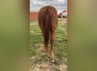 Caballo cuarto de milla, Yegua, 6 años, 152 cm, Alazán-tostado