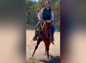 Caballo cuarto de milla, Yegua, 6 años, 152 cm, Alazán-tostado