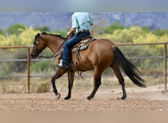 Caballo cuarto de milla, Yegua, 6 años, 152 cm, Bayo