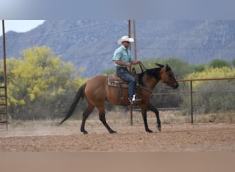 Caballo cuarto de milla, Yegua, 6 años, 152 cm, Bayo