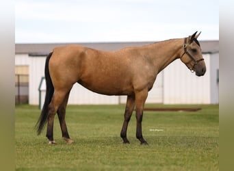 Caballo cuarto de milla, Yegua, 6 años, 152 cm, Buckskin/Bayo
