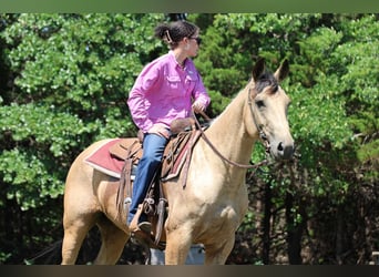 Caballo cuarto de milla, Yegua, 6 años, 152 cm, Buckskin/Bayo