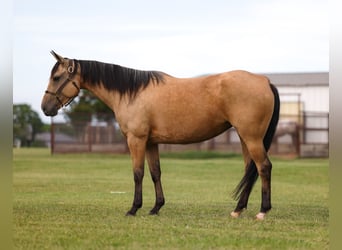 Caballo cuarto de milla, Yegua, 6 años, 152 cm, Buckskin/Bayo