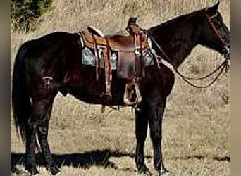 Caballo cuarto de milla, Yegua, 6 años, 152 cm