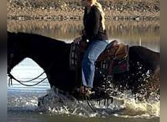 Caballo cuarto de milla, Yegua, 6 años, 152 cm