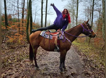 Caballo cuarto de milla, Yegua, 6 años, 152 cm, Castaño