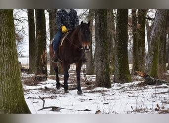 Caballo cuarto de milla, Yegua, 6 años, 152 cm, Castaño rojizo