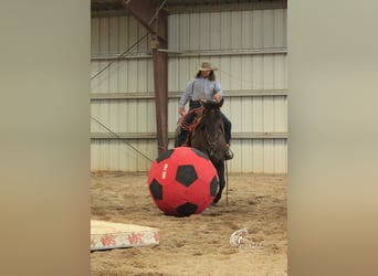 Caballo cuarto de milla, Yegua, 6 años, 152 cm, Grullo