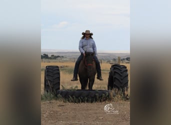 Caballo cuarto de milla, Yegua, 6 años, 152 cm, Grullo