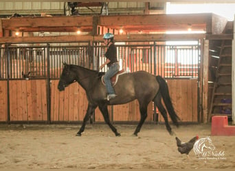 Caballo cuarto de milla, Yegua, 6 años, 152 cm, Grullo