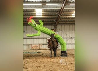 Caballo cuarto de milla, Yegua, 6 años, 152 cm, Grullo