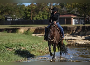 Caballo cuarto de milla, Yegua, 6 años, 152 cm, Grullo