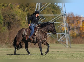 Caballo cuarto de milla, Yegua, 6 años, 152 cm, Grullo