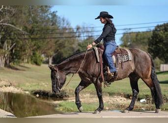 Caballo cuarto de milla, Yegua, 6 años, 152 cm, Grullo